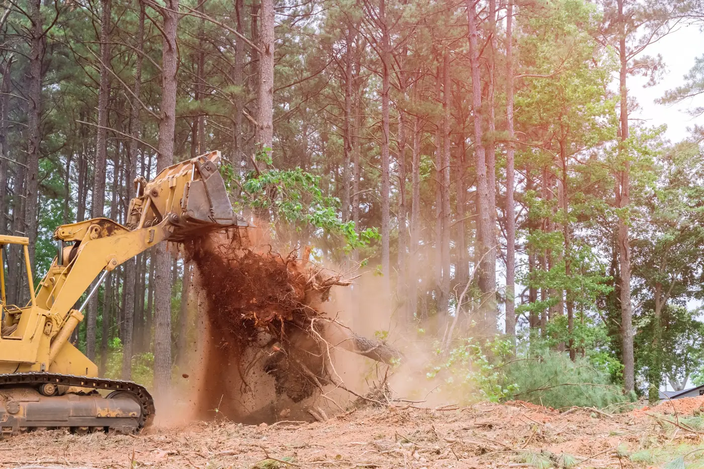 A yellow tracked machine lifts a stump and its root ball out of the ground while clearing a stand of tall pines